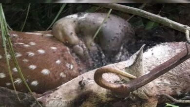 Deer Deaths: Major Wildlife Tragedy in Ambikapur! Dogs Break into Enclosure and Attack—15 Deer Dead; Inquiry Ordered.