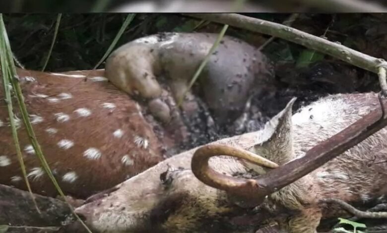 Deer Deaths: Major Wildlife Tragedy in Ambikapur! Dogs Break into Enclosure and Attack—15 Deer Dead; Inquiry Ordered.
