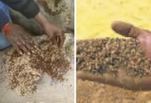 Paddy Procurement: Major scam in paddy procurement in Balodabazar... Sand mixed in paddy bags... Center in-charge dismissed