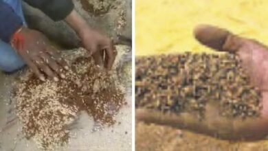 Paddy Procurement: Major scam in paddy procurement in Balodabazar... Sand mixed in paddy bags... Center in-charge dismissed