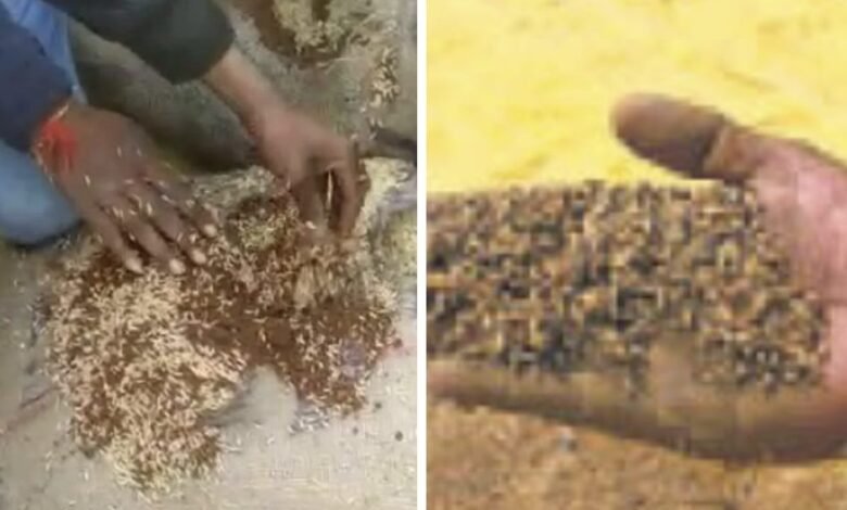 Paddy Procurement: Major scam in paddy procurement in Balodabazar... Sand mixed in paddy bags... Center in-charge dismissed