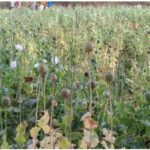 Opium Crop: After Samoda, opium cultivation is also taking place in Balrampur! The opium crop was planted on 5 acres of land.