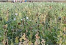 Opium Crop: After Samoda, opium cultivation is also taking place in Balrampur! The opium crop was planted on 5 acres of land.
