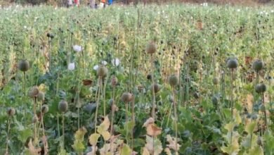 Opium Crop: After Samoda, opium cultivation is also taking place in Balrampur! The opium crop was planted on 5 acres of land.