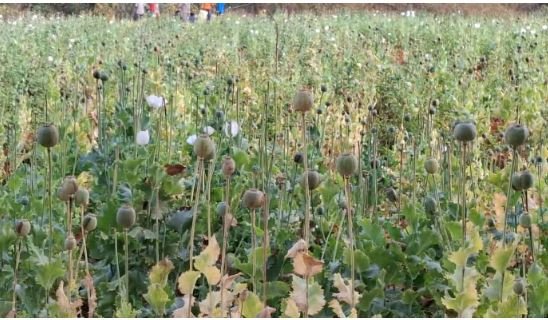 Opium Crop: After Samoda, opium cultivation is also taking place in Balrampur! The opium crop was planted on 5 acres of land.