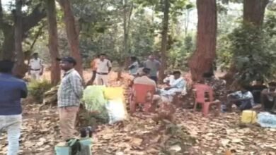 Illegal Farming: Opium cultivation uncovered on 5 acres in Balrampur...! Authorities confiscated the crop...watch the video here.