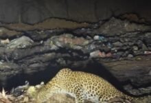 Leopard on Highway: Reign of Terror by Leopards on Kanker Highway! A Pair Enters the Village—Passersby Flee for Their Lives and Capture Video.