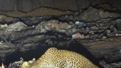 Leopard on Highway: Reign of Terror by Leopards on Kanker Highway! A Pair Enters the Village—Passersby Flee for Their Lives and Capture Video.
