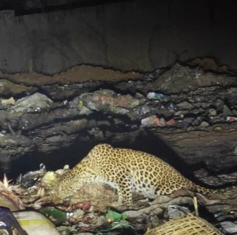 Leopard on Highway: Reign of Terror by Leopards on Kanker Highway! A Pair Enters the Village—Passersby Flee for Their Lives and Capture Video.