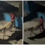 Animal Abuse: Youth's Heinous Act in Raipur...! Cow Raped... Police Arrest Suspect After Video Goes Viral... VIDEO