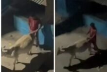 Animal Abuse: Youth's Heinous Act in Raipur...! Cow Raped... Police Arrest Suspect After Video Goes Viral... VIDEO