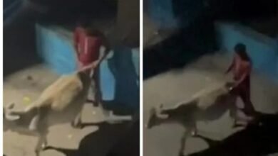 Animal Abuse: Youth's Heinous Act in Raipur...! Cow Raped... Police Arrest Suspect After Video Goes Viral... VIDEO