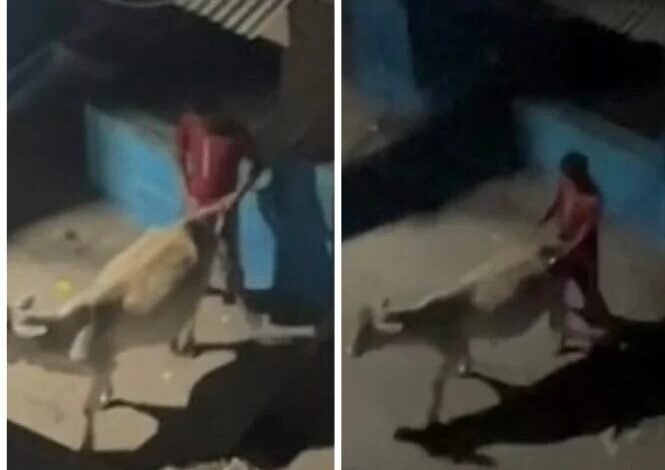 Animal Abuse: Youth's Heinous Act in Raipur...! Cow Raped... Police Arrest Suspect After Video Goes Viral... VIDEO