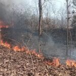Forest Nursery Fire: Fire breaks out at Forest Department nursery! Trees and plants spanning several acres destroyed... Birds also affected.