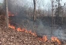 Forest Nursery Fire: Fire breaks out at Forest Department nursery! Trees and plants spanning several acres destroyed... Birds also affected.