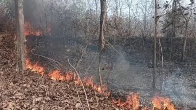 Forest Nursery Fire: Fire breaks out at Forest Department nursery! Trees and plants spanning several acres destroyed... Birds also affected.
