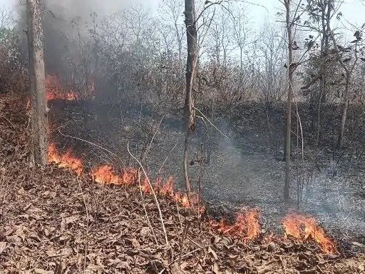 Forest Nursery Fire: Fire breaks out at Forest Department nursery! Trees and plants spanning several acres destroyed... Birds also affected.