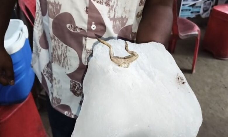 Health Alert: Uproar at Korba Chaupati! Frog Found in Ice Used for Juices—Video Goes Viral, Causing a Commotion.