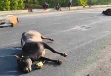 KORBA: Robbery of Motorists on the Bharatmala Urga-Bilaspur Route—Using Dead Cattle to Block the Road! Anti-Social Elements Grow Audacious; Viral Video Sparks Concern.