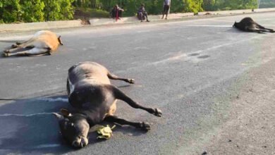 KORBA: Robbery of Motorists on the Bharatmala Urga-Bilaspur Route—Using Dead Cattle to Block the Road! Anti-Social Elements Grow Audacious; Viral Video Sparks Concern.