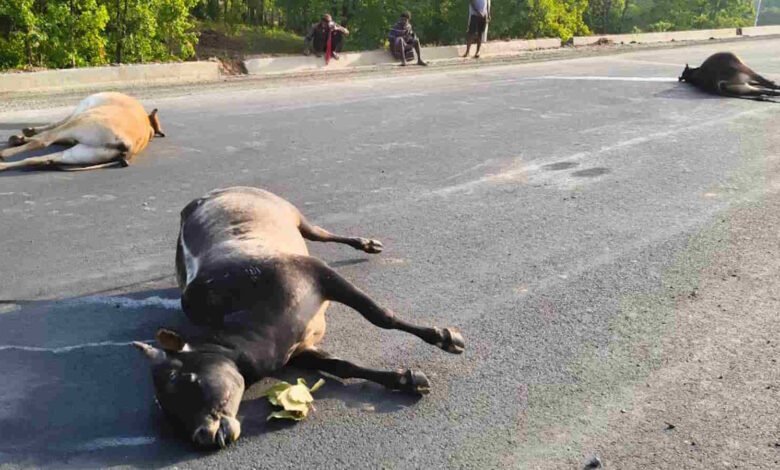 KORBA: Robbery of Motorists on the Bharatmala Urga-Bilaspur Route—Using Dead Cattle to Block the Road! Anti-Social Elements Grow Audacious; Viral Video Sparks Concern.