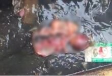 Newborn's Body Found: A Heart-Wrenching Incident in Raipur...! Body of a Newborn Discovered in a Drain... Sparks Outrage in the Area.