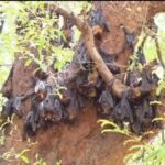 Impact of Scorching Heat on Wildlife: Panic Grips Kanker Following the Death of Over 500 Bats—After Korba