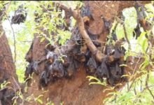 Impact of Scorching Heat on Wildlife: Panic Grips Kanker Following the Death of Over 500 Bats—After Korba