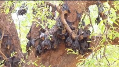 Impact of Scorching Heat on Wildlife: Panic Grips Kanker Following the Death of Over 500 Bats—After Korba