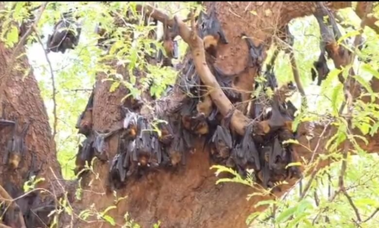 Impact of Scorching Heat on Wildlife: Panic Grips Kanker Following the Death of Over 500 Bats—After Korba
