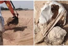 Sand Mafia: Sand Mafiosi Excavate Cremation Ground! 10 Human Skeletons Unearthed... Action Taken Against Illegal Mining... 5 Tractors Seized... Investigation Intensified.