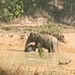 Baby Elephant: A Heart-Wrenching Video from Raigarh...! Baby Elephant Trapped in Pond's Mud—Onlookers Weep Witnessing the Mother's Helplessness.