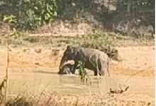 Baby Elephant: A Heart-Wrenching Video from Raigarh...! Baby Elephant Trapped in Pond's Mud—Onlookers Weep Witnessing the Mother's Helplessness.