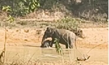 Baby Elephant: A Heart-Wrenching Video from Raigarh...! Baby Elephant Trapped in Pond's Mud—Onlookers Weep Witnessing the Mother's Helplessness.
