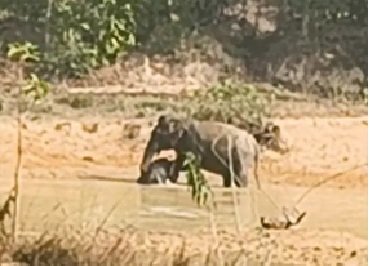Baby Elephant: A Heart-Wrenching Video from Raigarh...! Baby Elephant Trapped in Pond's Mud—Onlookers Weep Witnessing the Mother's Helplessness.