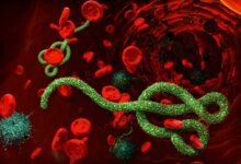 Ebola Alert: Panic Grips Chhattisgarh Amidst Fears of Ebola Outbreak! High Alert at Airports... Health Department Issues Strict Directives.