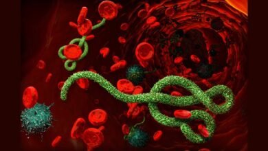 Ebola Alert: Panic Grips Chhattisgarh Amidst Fears of Ebola Outbreak! High Alert at Airports... Health Department Issues Strict Directives.