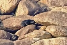 Bear Rescue: ‘Humanity Among Animals’ Witnessed in the Forests of Kanker! Hearing the cries of a cub trapped amidst the rocks, other bears rushed to the scene—and carried out the ‘rescue operation’ themselves.