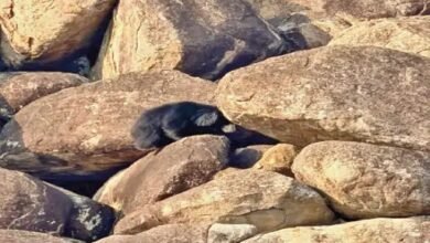 Bear Rescue: ‘Humanity Among Animals’ Witnessed in the Forests of Kanker! Hearing the cries of a cub trapped amidst the rocks, other bears rushed to the scene—and carried out the ‘rescue operation’ themselves.