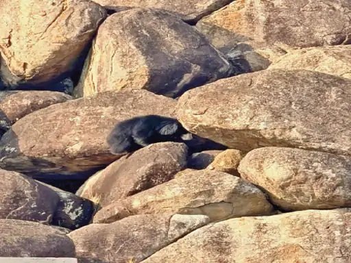 Bear Rescue: ‘Humanity Among Animals’ Witnessed in the Forests of Kanker! Hearing the cries of a cub trapped amidst the rocks, other bears rushed to the scene—and carried out the ‘rescue operation’ themselves.