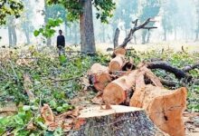 Save Forests: Approval granted to fell 2.8 million trees in 3 years...! Chhattisgarh ranks number one in the country... 400,000 trees axed for a single project in Surguja... Find out more here.