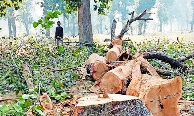 Save Forests: Approval granted to fell 2.8 million trees in 3 years...! Chhattisgarh ranks number one in the country... 400,000 trees axed for a single project in Surguja... Find out more here.