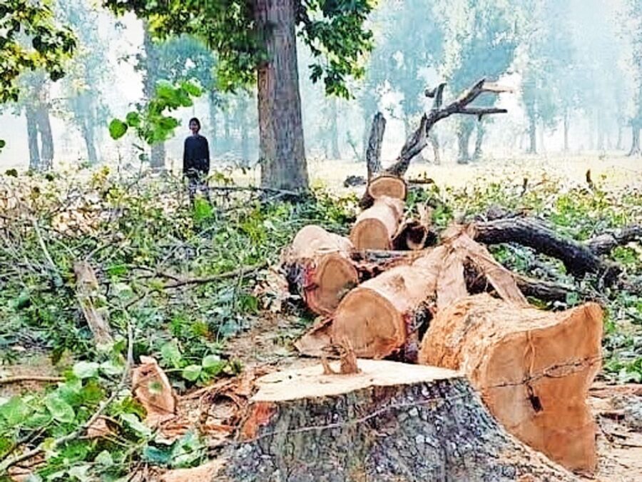 Save Forests: Approval granted to fell 2.8 million trees in 3 years...! Chhattisgarh ranks number one in the country... 400,000 trees axed for a single project in Surguja... Find out more here.