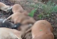 Lightning Strike: Lightning wreaks havoc in Baloda Bazar! Cows were standing under a tree to shelter from the rain when lightning struck; 10 animals died on the spot.