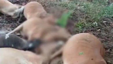 Lightning Strike: Lightning wreaks havoc in Baloda Bazar! Cows were standing under a tree to shelter from the rain when lightning struck; 10 animals died on the spot.