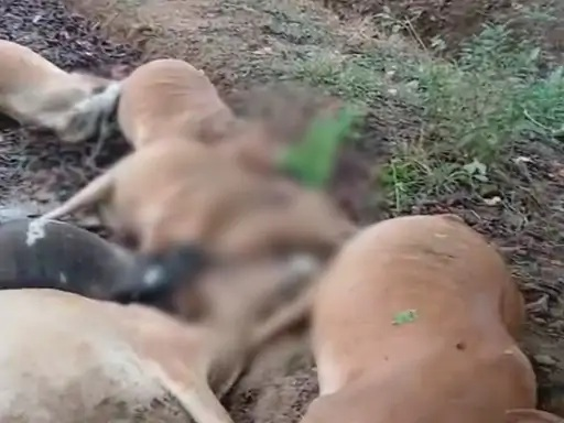 Lightning Strike: Lightning wreaks havoc in Baloda Bazar! Cows were standing under a tree to shelter from the rain when lightning struck; 10 animals died on the spot.