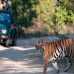 Tiger Reserve Closure: All tiger reserves and jungle safaris in Chhattisgarh will remain closed from June 15 to October 1... Tourist entry prohibited.