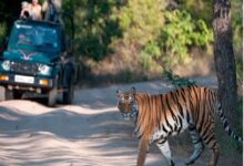 Tiger Reserve Closure: All tiger reserves and jungle safaris in Chhattisgarh will remain closed from June 15 to October 1... Tourist entry prohibited.