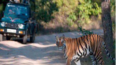 Tiger Reserve Closure: All tiger reserves and jungle safaris in Chhattisgarh will remain closed from June 15 to October 1... Tourist entry prohibited.