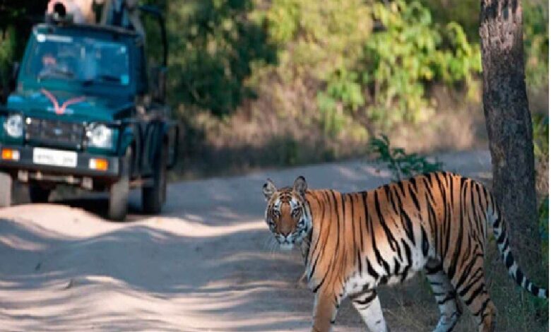 Tiger Reserve Closure: All tiger reserves and jungle safaris in Chhattisgarh will remain closed from June 15 to October 1... Tourist entry prohibited.